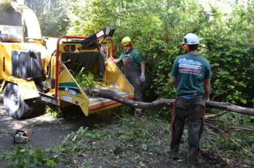 tree services Clewiston